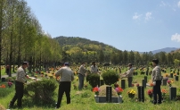 부산영락공원, 묘원 내 임의식재 수목 정비